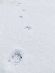 animal footprint on snow