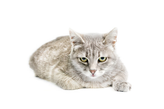 silver tabby cat isolated on white background