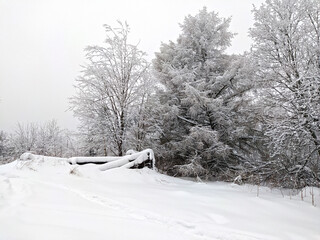 snow covered trees