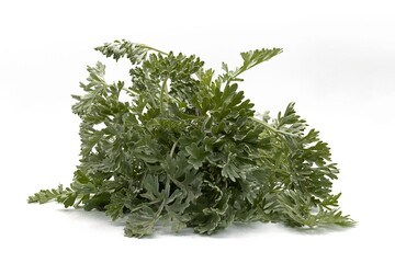 Artemisia absinthium plant, common name wormwood, isolated on white background - obrazy, fototapety, plakaty