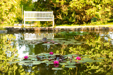 Beautiful pond and bench in Sigurta park in Italy in summer