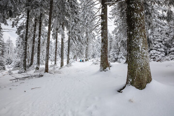 Fototapeta na wymiar Beautiful winter in the Gorce Mountains - fresh snow created an amazing landscape. Beskidy, Poland.
