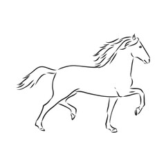 Obraz na płótnie Canvas Vector silhouette of a horse. beautiful horse vector sketch illustration