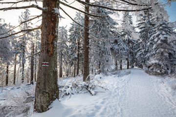 Beautiful winter in the Gorce Mountains - fresh snow created an amazing landscape. Beskidy, Poland.