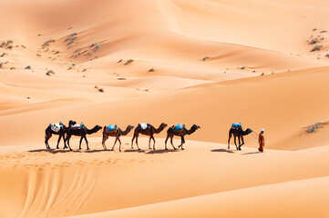 Fototapeta na wymiar (Selective focus) Stunning view of a bedouin riding camels on the sand dunes in Merzouga, Morocco. Merzouga is a small village in southeastern Morocco.