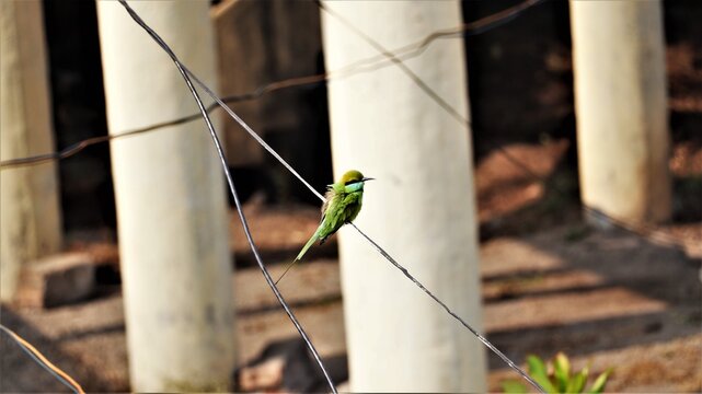 green bea eater