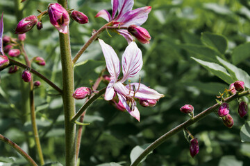 Obraz na płótnie Canvas Pink Diptam (Dictamnus albus) in the garden