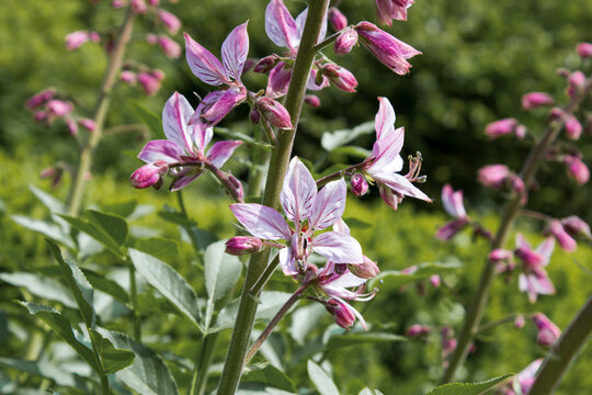Pink Diptam (Dictamnus albus) in the garden