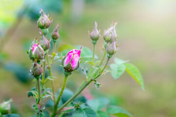 Rose buds on a bush in the garden with a blurred background