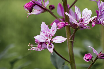 Naklejka premium Pink Diptam (Dictamnus albus) in the garden