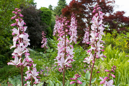 Pink Diptam (Dictamnus albus) in the garden
