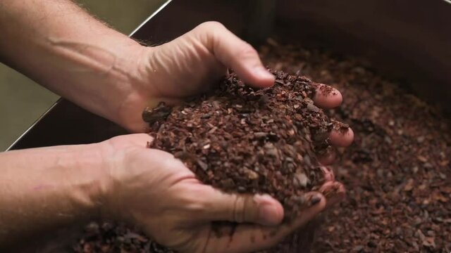 Close up of hands scooping and holding crushed up dry cocoa or cacao beans before removing the skin.