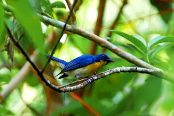 Blue and yellow bird on a branch