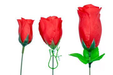 Stages of growth of beautiful red roses isolated on a white background. Red rose plant growth stages. Can be used for weddings, Mother's Day, Women's Day, Friendship Day, and all holidays