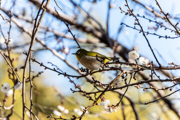 White eye on Plum(Japanese apricot) tree