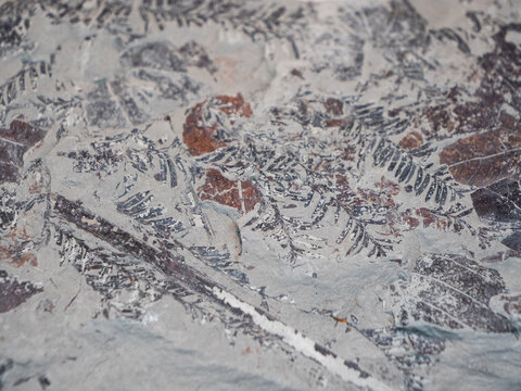 Metasequoia fossil found in Fukushima Prefecture, Japan.