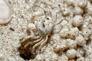 Crab at the seaside. A small sand crab on the seashore makes sand balls.