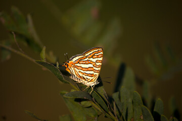 Naklejka na ściany i meble Close-up Of Butterfly Perching On Plant