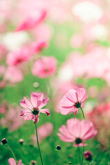 Cosmos flowers and light bokeh in vintage tone background. - 404013602