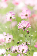 Cosmos flowers and light bokeh in vintage tone background.