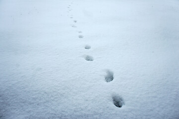 Animal foot steps on the snow cover