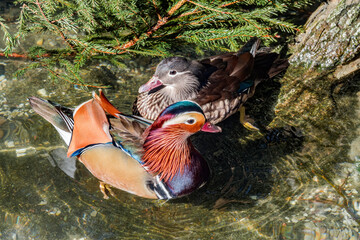 Pair of Mandarin Duck (Aix galericulata) in park