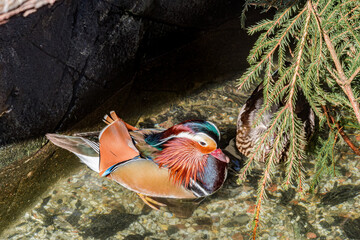 Pair of Mandarin Duck (Aix galericulata) in park