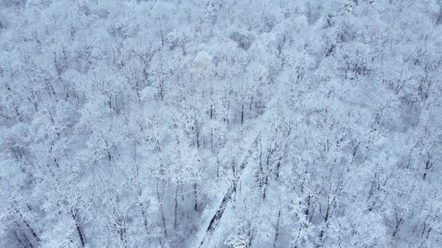 overhead top view of snowed winter forest