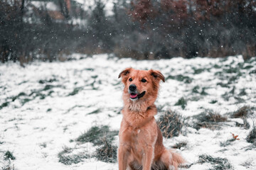 A mongrel dog with snow on top of his head in the field on a winter day. Animal concept. Winter concept.