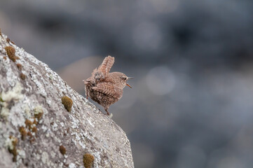 Pacific Wren (Troglodytes pacificus) at St. George Island, Pribilof Islands, Alaska, USA