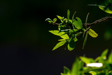 leaves on a black background