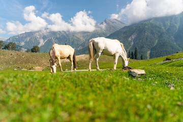 Horses in Sonamarg in summer season, Himalaya mountains range in Jammu Kashmir, north India