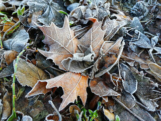 Frozen grass and leaves covered by frost in the morning
