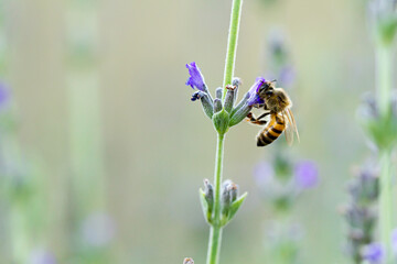 Bee on Lavender