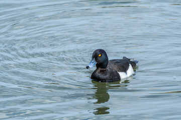 Fototapeta premium Tufted Duck (Aythya fuligula) drake on lake