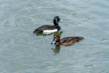 Tufted Duck (Aythya fuligula) drake and female on lake