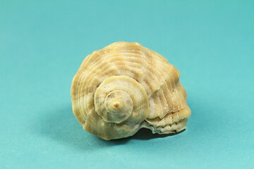 Seashell on blue paper background.