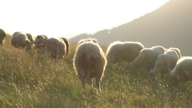 Slow motion of sheep graze summer meadow in free range organic farm in sunny morning sun light