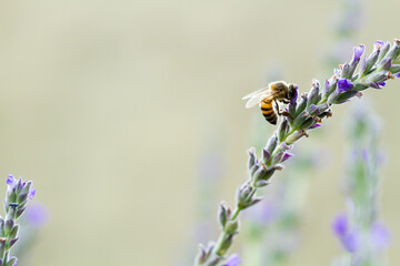 Bee on Lavender
