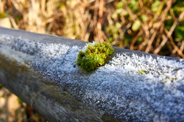 moss on a fence with frost