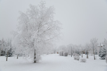 Fototapeta na wymiar The snowy park. Trees in frost