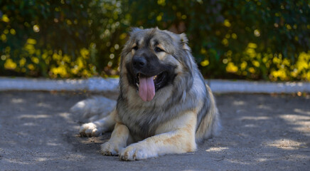 Portrait of a beautiful fluffy dog breed Caucasian Shepherd 
Dog lies on the pavement against the background of bushes
Beautiful powerful strong guard dog looking like a bear
Dog for protection and pr