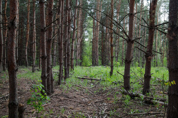 Green coniferous forest. Trunks of coniferous trees