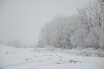 Obraz na płótnie Canvas The snowy forest. Trees in frost