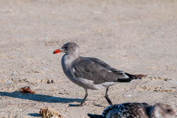 Heermann's Gull (Larus heermanni) in Malibu Lagoon, California, USA