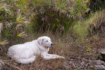Beautiful White Kuvasz dog lying down with Papyrus plants in the background