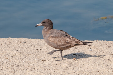 Immature Heermann's Gull (Larus heermanni) in Malibu Lagoon, California, USA