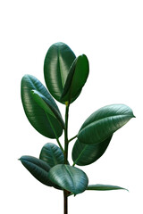 ficus, isolated object on white background. Green tropical plant on a white background.