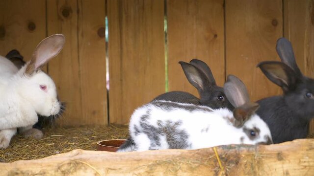 Slow motion of cute black and white rabbits on the organic farm in wooden animal cage