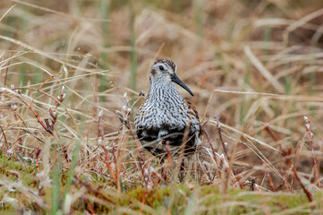 Dunlin (Calidris alpina) in Barents Sea coastal area, Russia